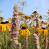 Yellow flowers