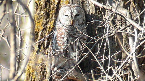 owl in a tree