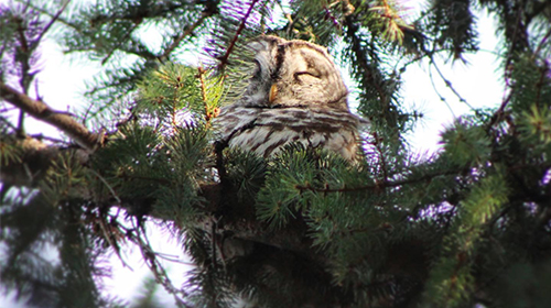 Owl up in a tree