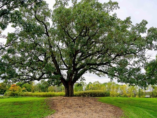 Historic Oak Tree (John Adams)